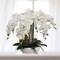 White Phalaenopsis Orchid Arrangement in 10" Round White Pot - Elegant Low Maintenance Floral Decor for Home and Office by Floral Home by Artificial Flowers